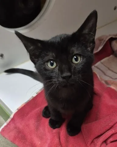 A baby small-sized male Domestic Long Hair cat named Petey for adoption in Decatur, IL