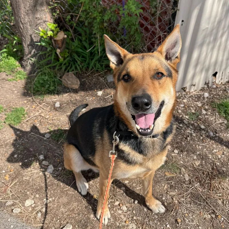 Jackson Pollock thumbnail 2