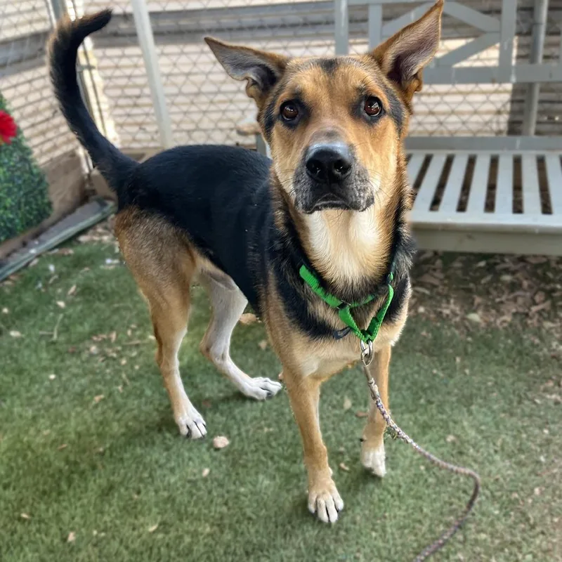 Jackson Pollock thumbnail 4