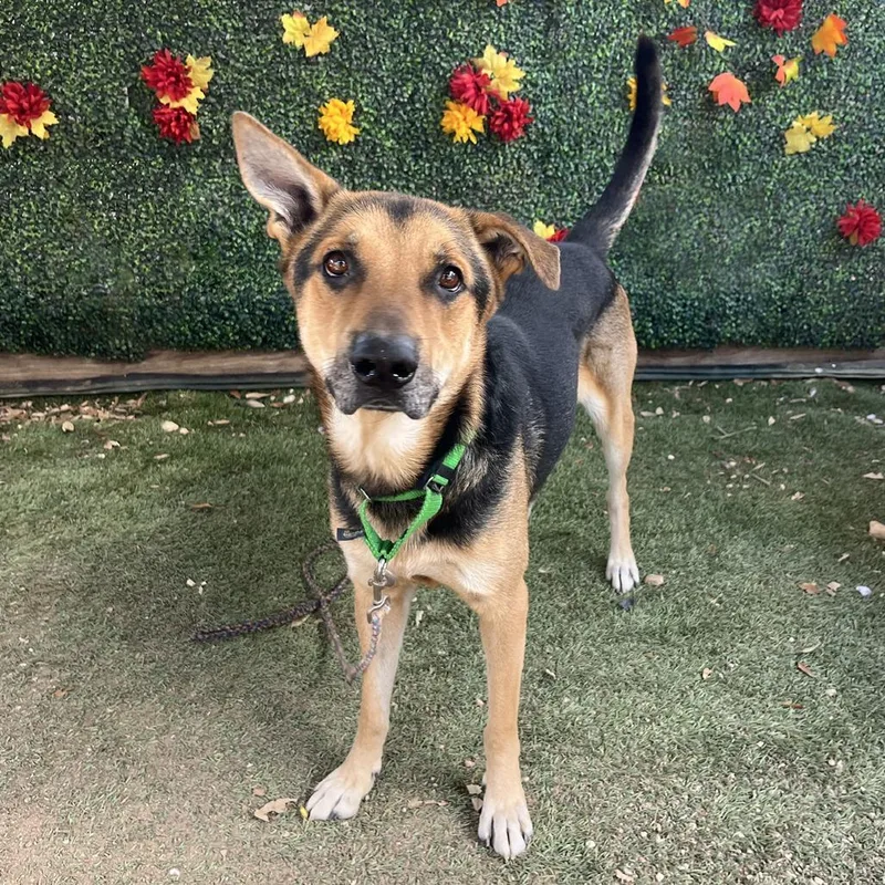 Jackson Pollock thumbnail 5