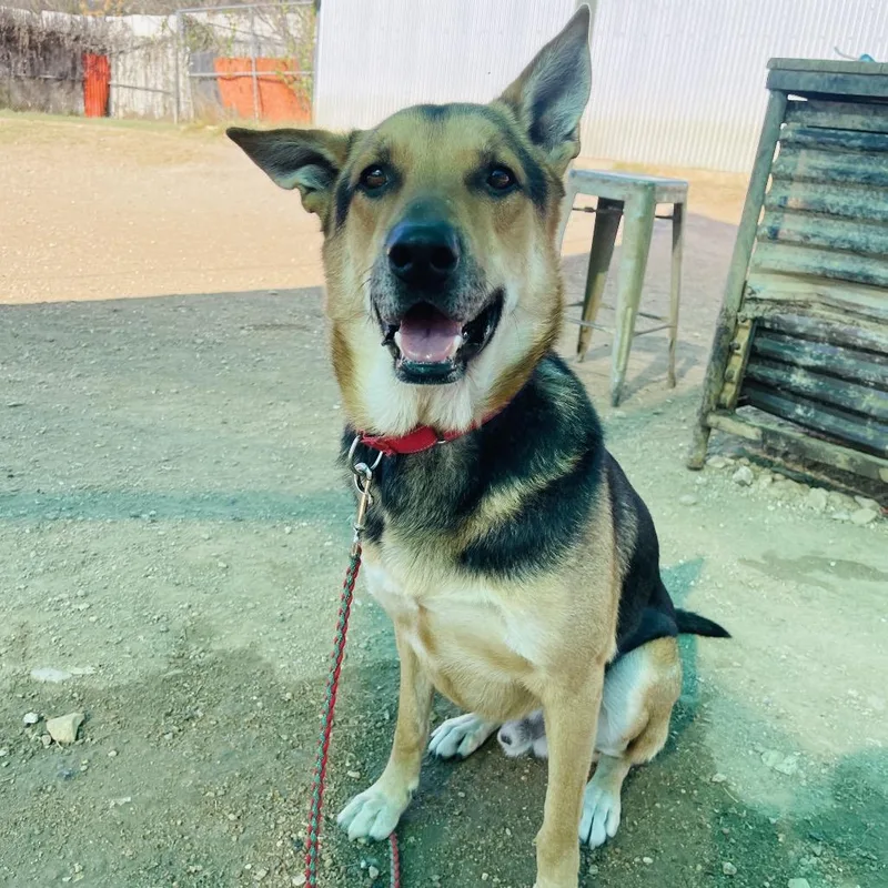 Jackson Pollock thumbnail 6