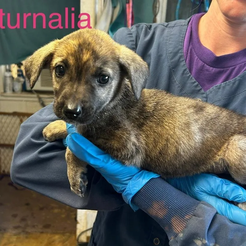 A baby small-sized female Brindle Mixed Breed dog named Saturnalia for adoption in Grand Rapids, MI