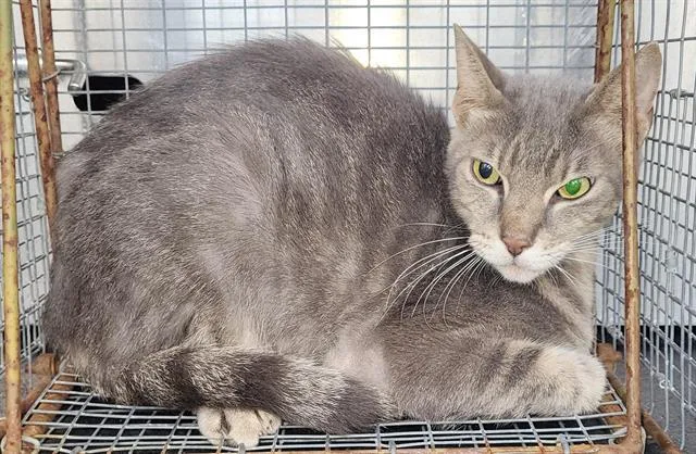 An adult medium-sized male Domestic Short Hair cat named Bully for adoption in San Antonio, TX