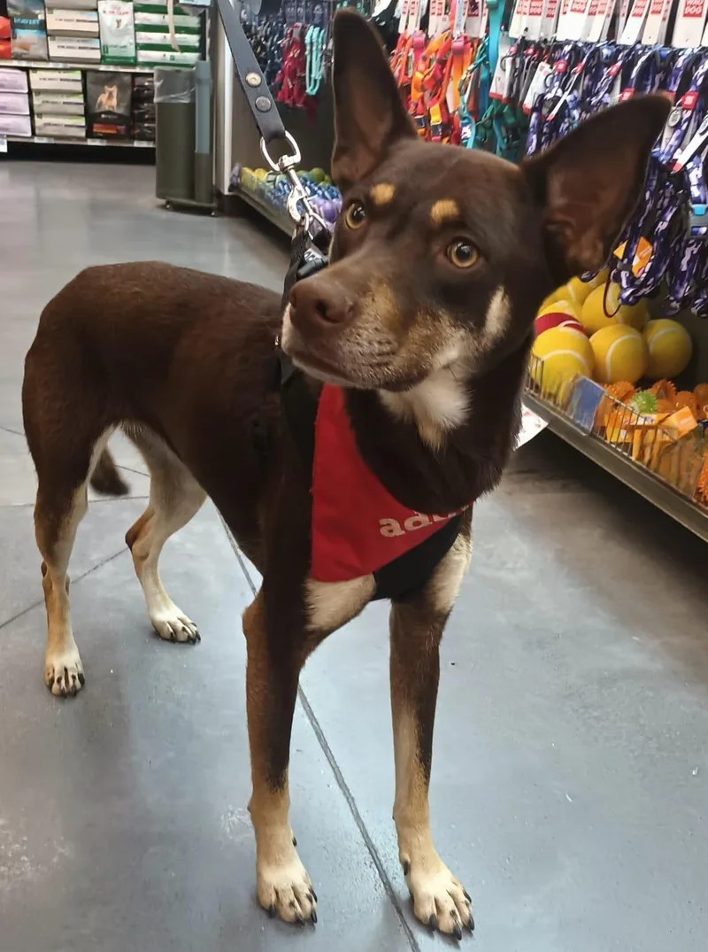 A young medium-sized female Australian Kelpie dog named Brownie for adoption in Orange, CA