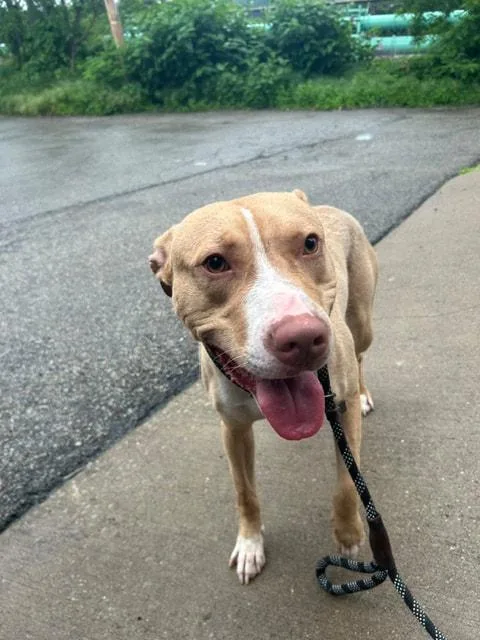 A young medium-sized male Red / Chestnut / Orange Pit Bull Terrier dog named Stitch for adoption in Clairton, PA