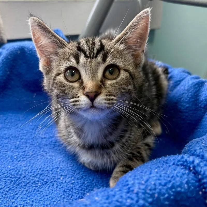 A baby small-sized male Gray / Blue / Silver Domestic Short Hair cat named Meatball for adoption in New Fairfield, CT