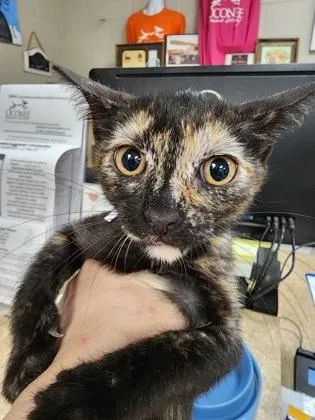 A baby small-sized female Domestic Short Hair cat named Batty $ for adoption in Seneca, SC