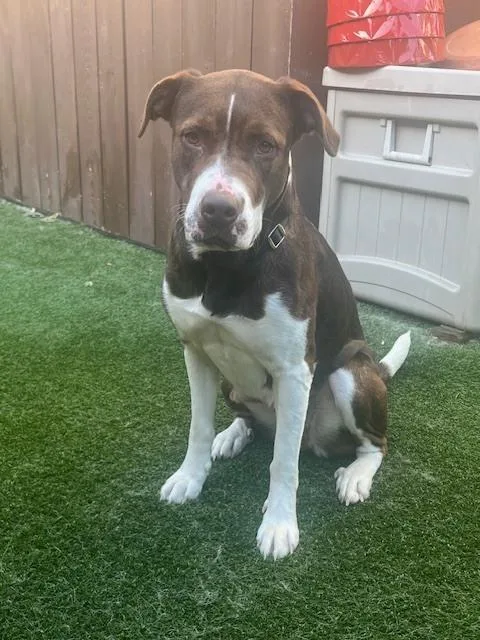 An adult large-sized female Retriever dog named Agnes for adoption in Dallas, TX