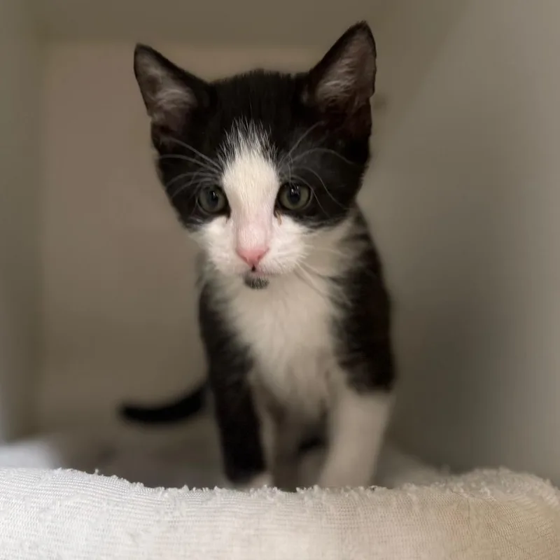 A baby small-sized male Black Domestic Short Hair cat named Dragon Roll for adoption in Riverside, CA