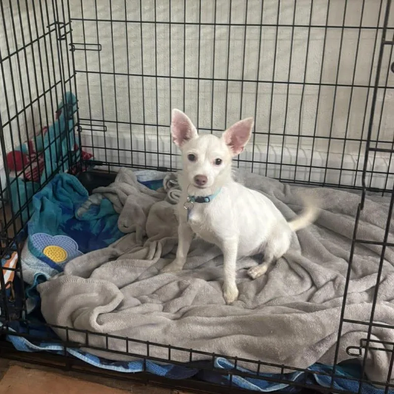 A young small-sized male White / Cream Chihuahua dog named Papa Johns for adoption in Tampa, FL