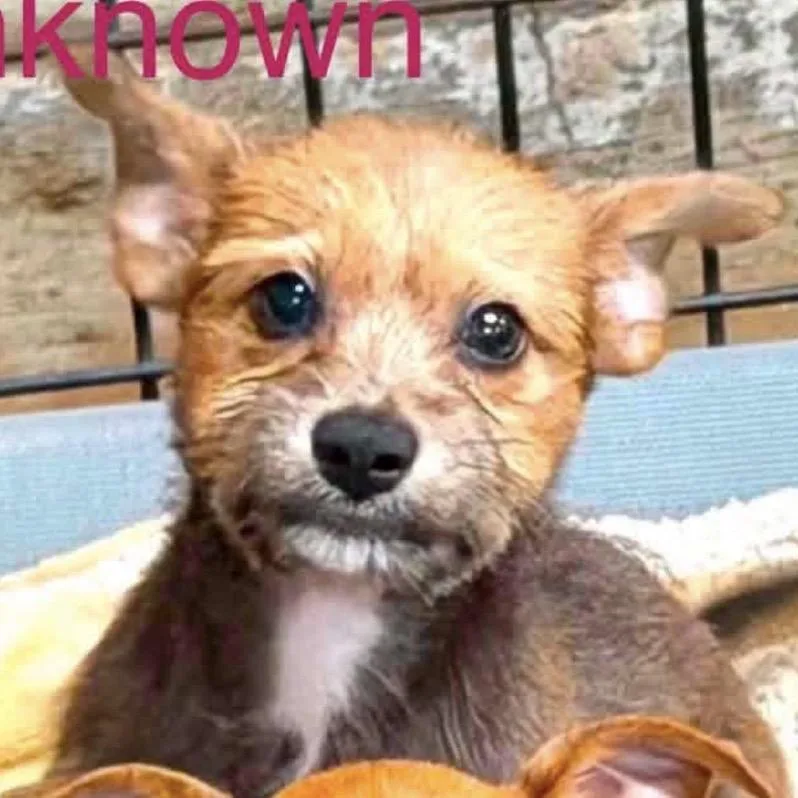 A baby small-sized female Brown / Chocolate Chihuahua dog named Ruffles for adoption in Baton Rouge, LA