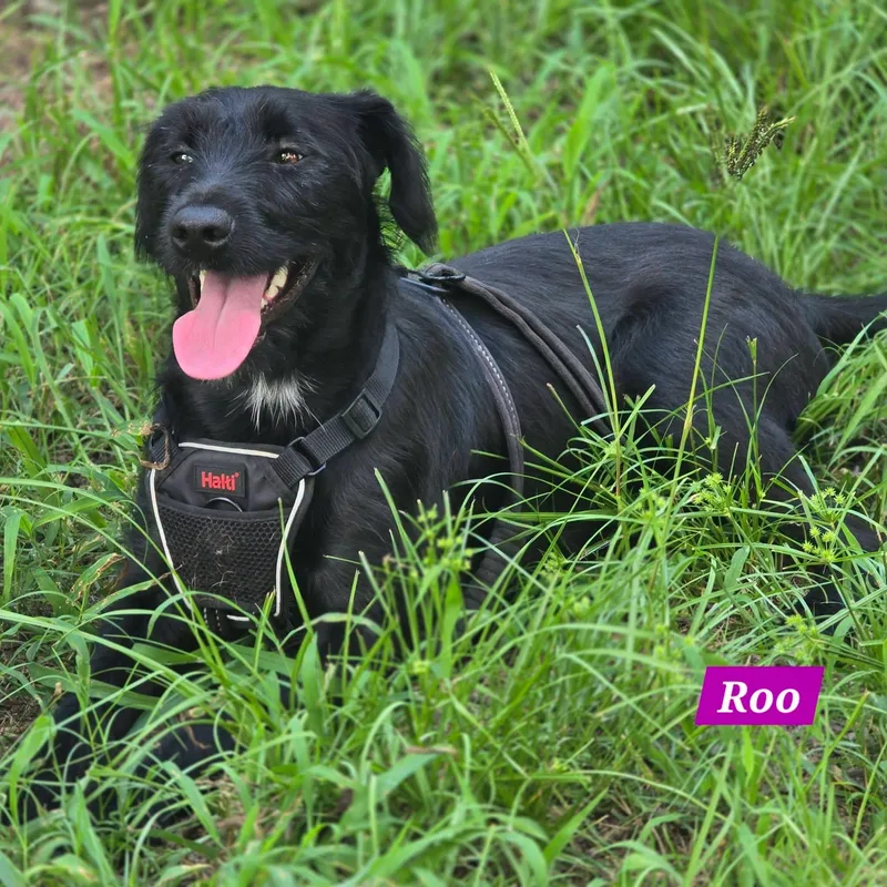 A baby medium-sized female Labrador Retriever dog named Roo for adoption in Alexander, AR