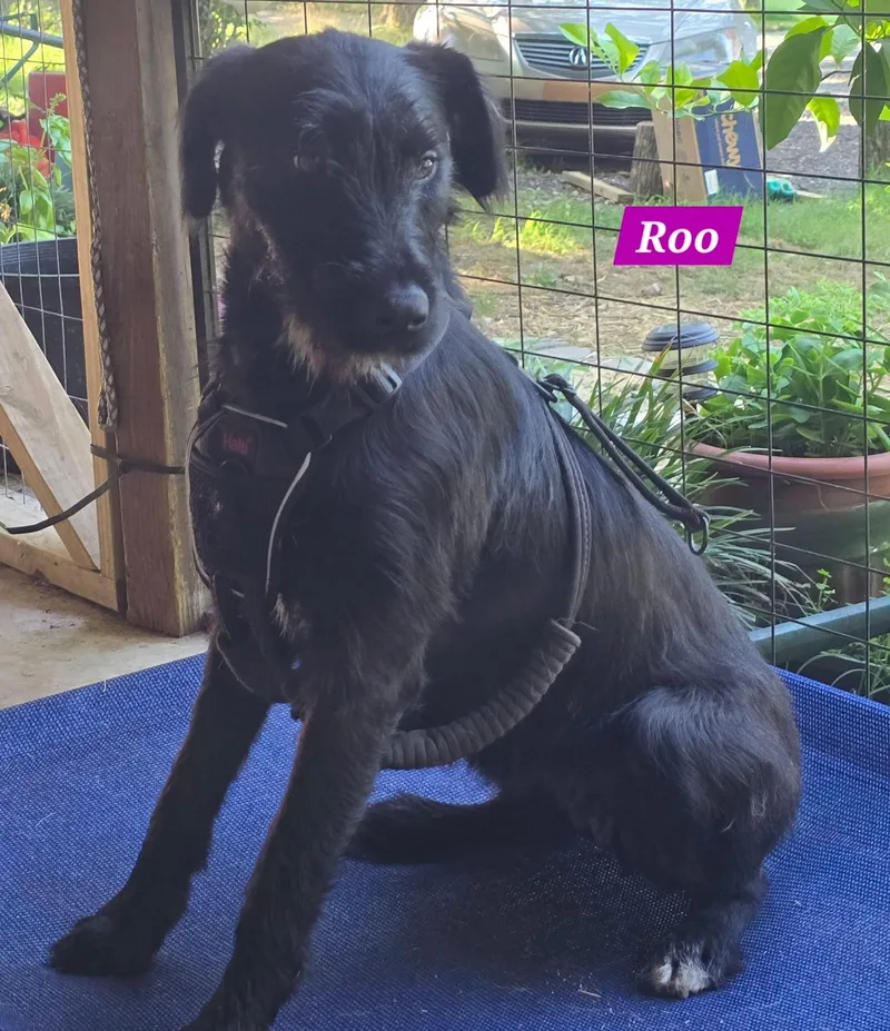 Roo thumbnail 5