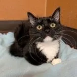 A baby small-sized male Black & White / Tuxedo Domestic Medium Hair cat named Walrus for adoption in Rochester, MN