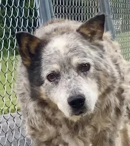 A senior medium-sized female White / Cream Australian Cattle Dog / Blue Heeler dog named Courtney for adoption in Glasgow, KY