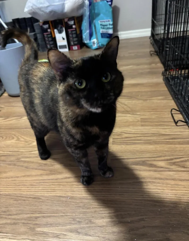 A young medium-sized female Tortoiseshell Domestic Short Hair cat named Riviera for adoption in South Ozone Park, NY
