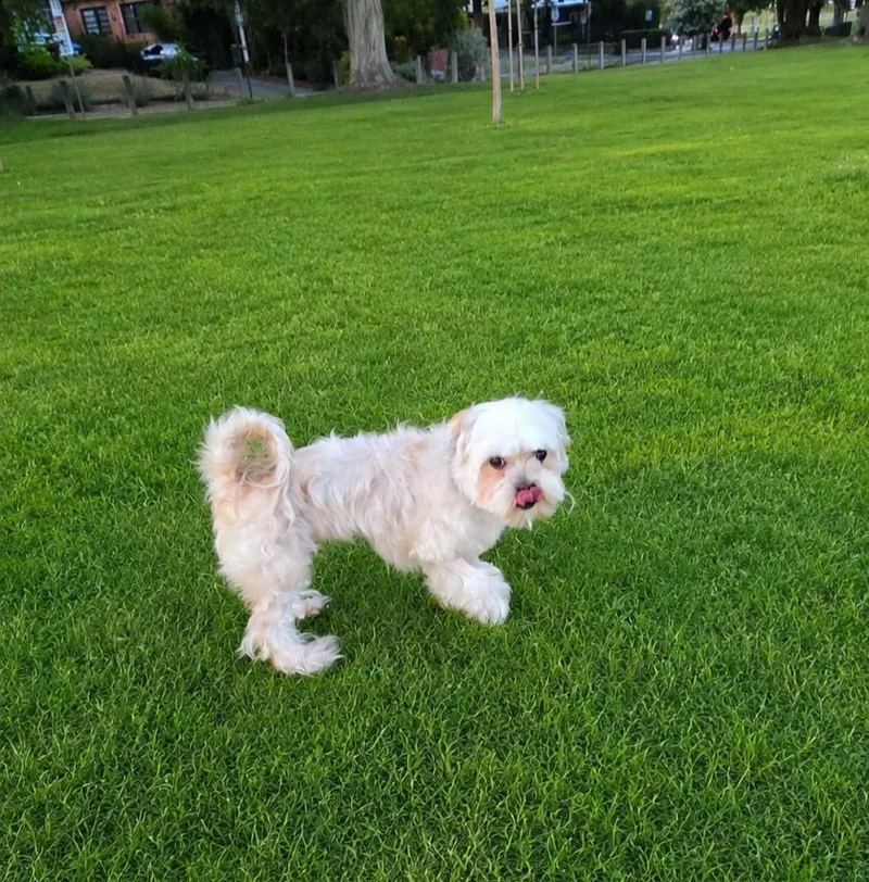 Willow thumbnail 2