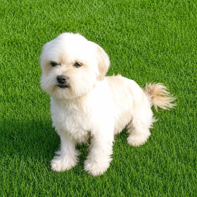 Willow thumbnail 4