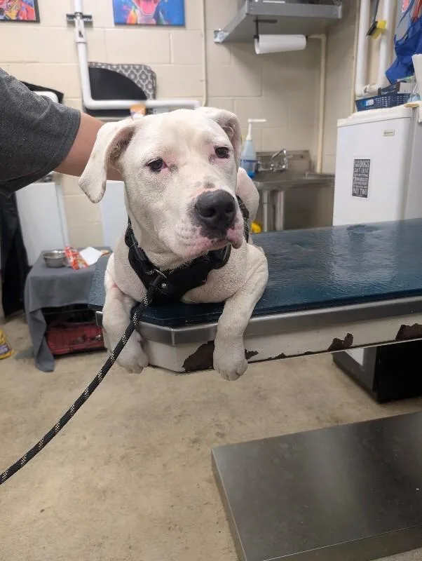 An adult large-sized male White / Cream American Bulldog dog named Dizzy for adoption in Mobile, AL
