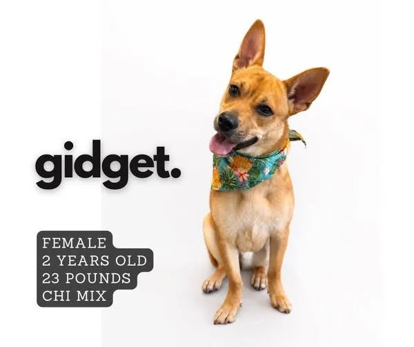 A young small-sized female Mixed Breed dog named Gidget for adoption in Ashland, KY