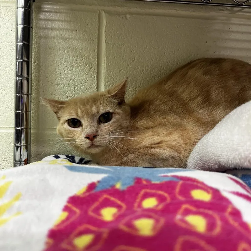 An adult medium-sized female Cream / Ivory Domestic Short Hair cat named Pat for adoption in Harrisville, WV