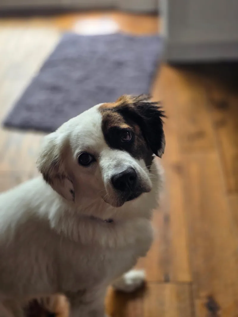 A young medium-sized female White / Cream Mixed Breed dog named Isla for adoption in Oswego, IL