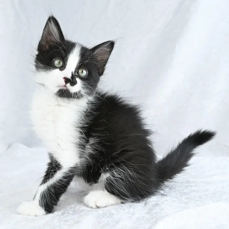 Sylvester