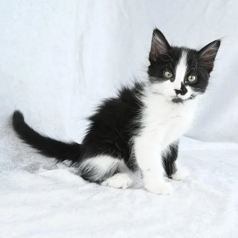 Sylvester thumbnail 2