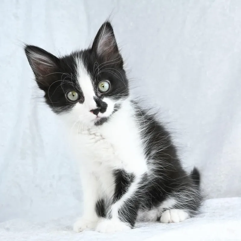 Sylvester thumbnail 5
