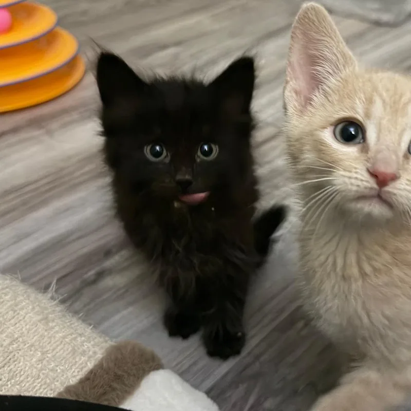 A baby small-sized female Black Domestic Medium Hair cat named Miss Piggy for adoption in Evansville, IN