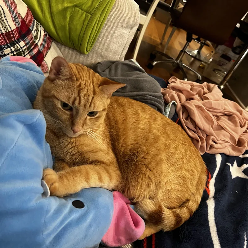 A senior medium-sized male Tabby cat named Simba for adoption in Medford, MA