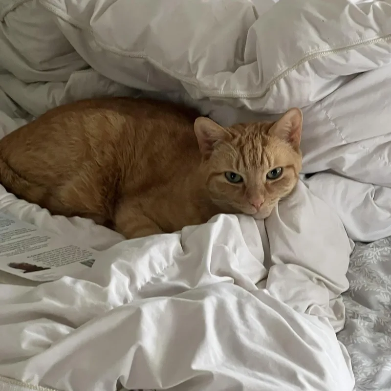 Simba thumbnail 3