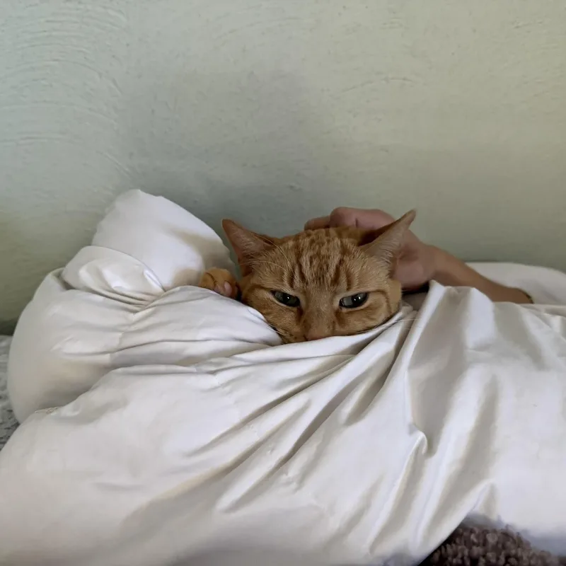 Simba thumbnail 4