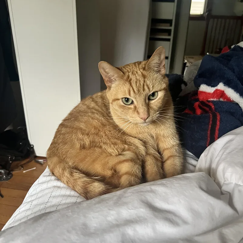 Simba thumbnail 5