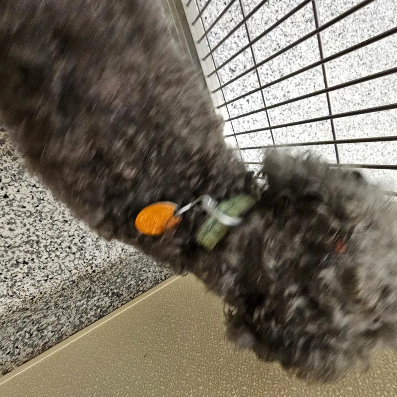 A senior small-sized male Gray / Blue / Silver Miniature Poodle dog named Midnight for adoption in Madisonville, TN