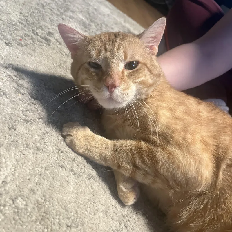 An adult small-sized male Domestic Short Hair cat named Denny for adoption in Canton, MA