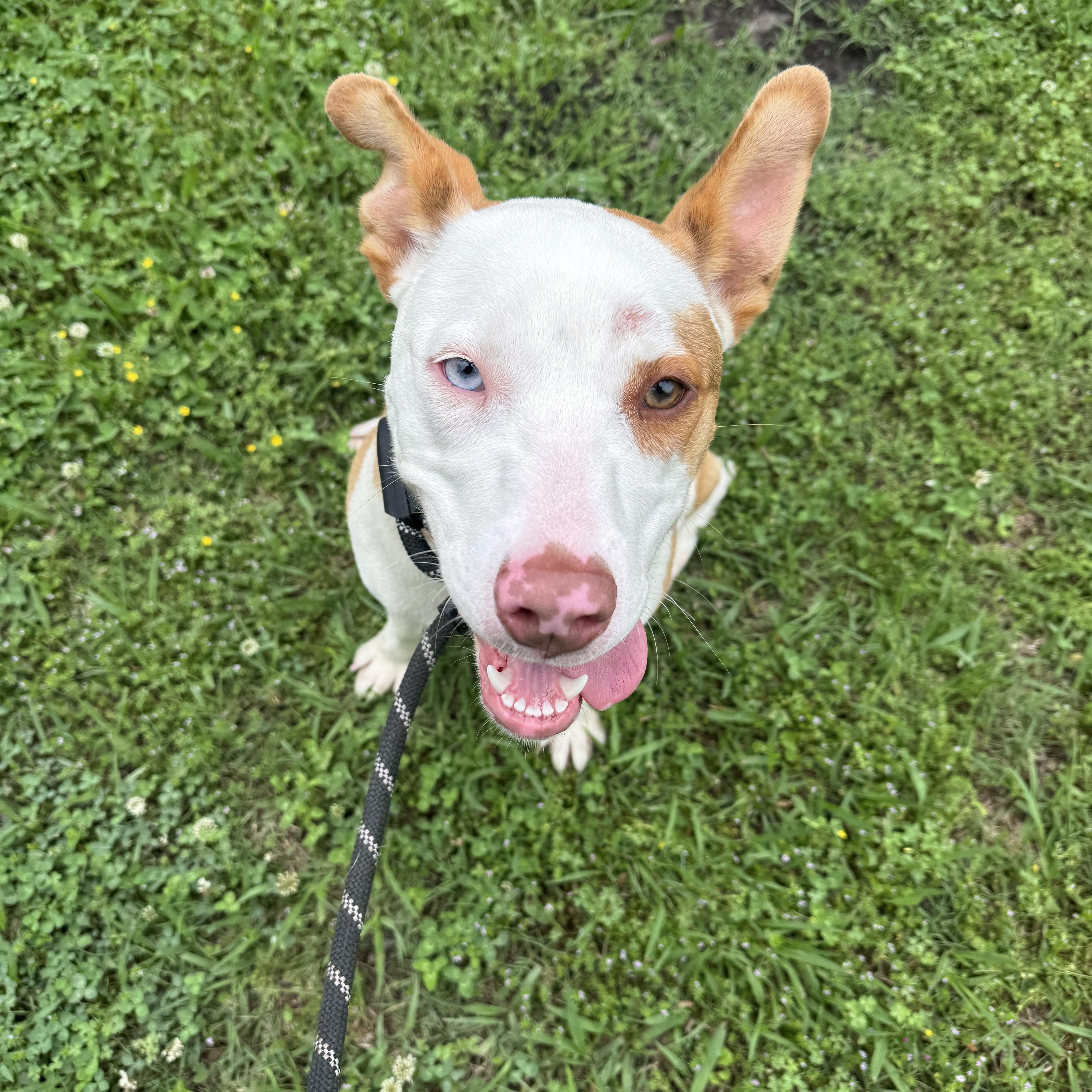 A young medium-sized female Apricot / Beige Bull Terrier dog named Chano for adoption in Sherman, TX