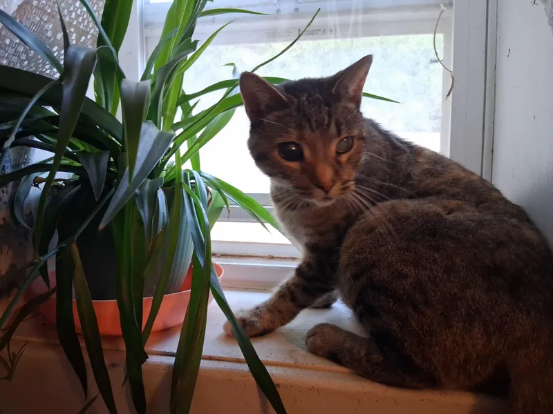 An adult medium-sized female American Shorthair cat named Helen for adoption in Staatsburg, NY
