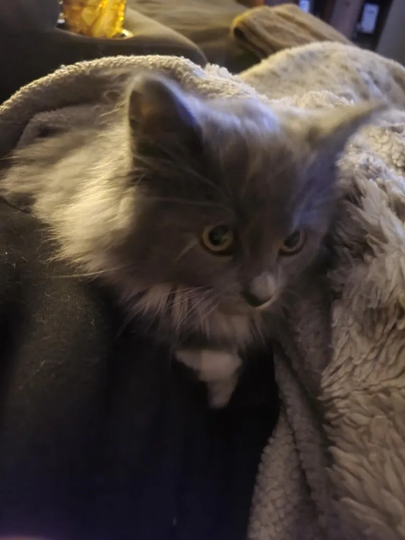 Pixie