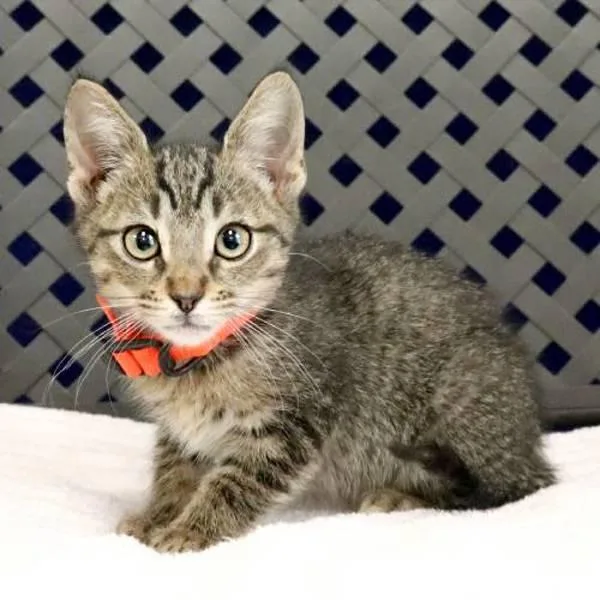 A baby small-sized male Domestic Short Hair cat named Kangaroo for adoption in Midland, TX