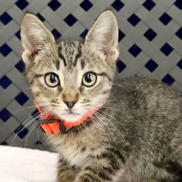 Kangaroo thumbnail 2