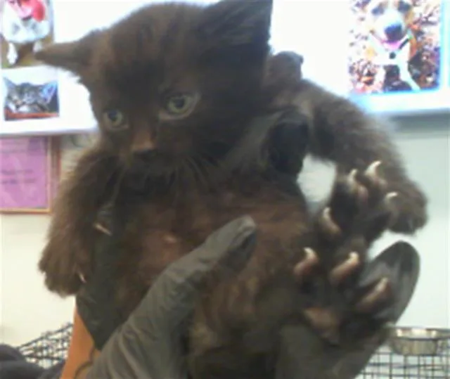 A baby small-sized male Domestic Short Hair cat named Boots for adoption in Charlotte, NC