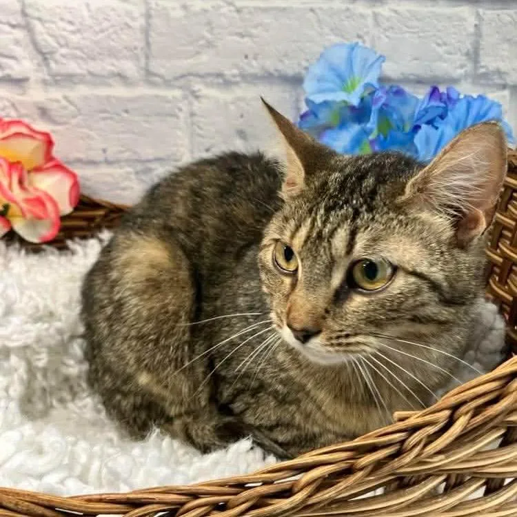 A young medium-sized female Brown / Chocolate Domestic Short Hair cat named Camille for adoption in Harrisonburg, VA