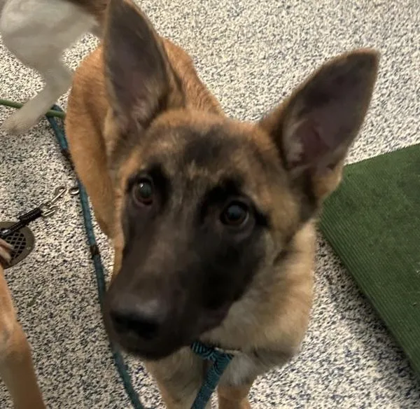 A young medium-sized female Belgian Shepherd / Malinois dog named Sasha for adoption in Golden, CO