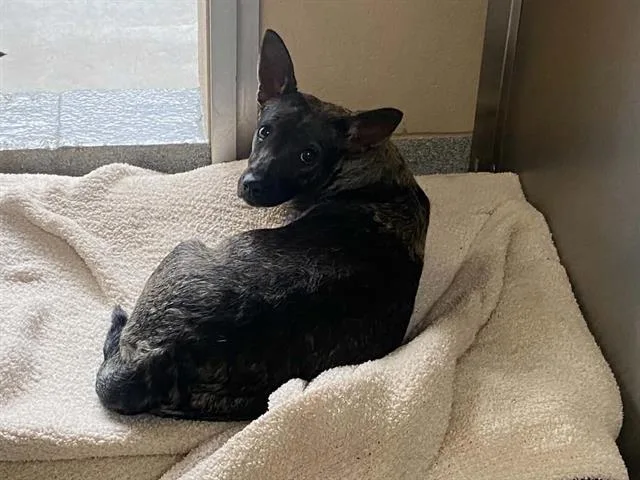 An adult small-sized female Chihuahua dog named Bailey for adoption in Tustin, CA