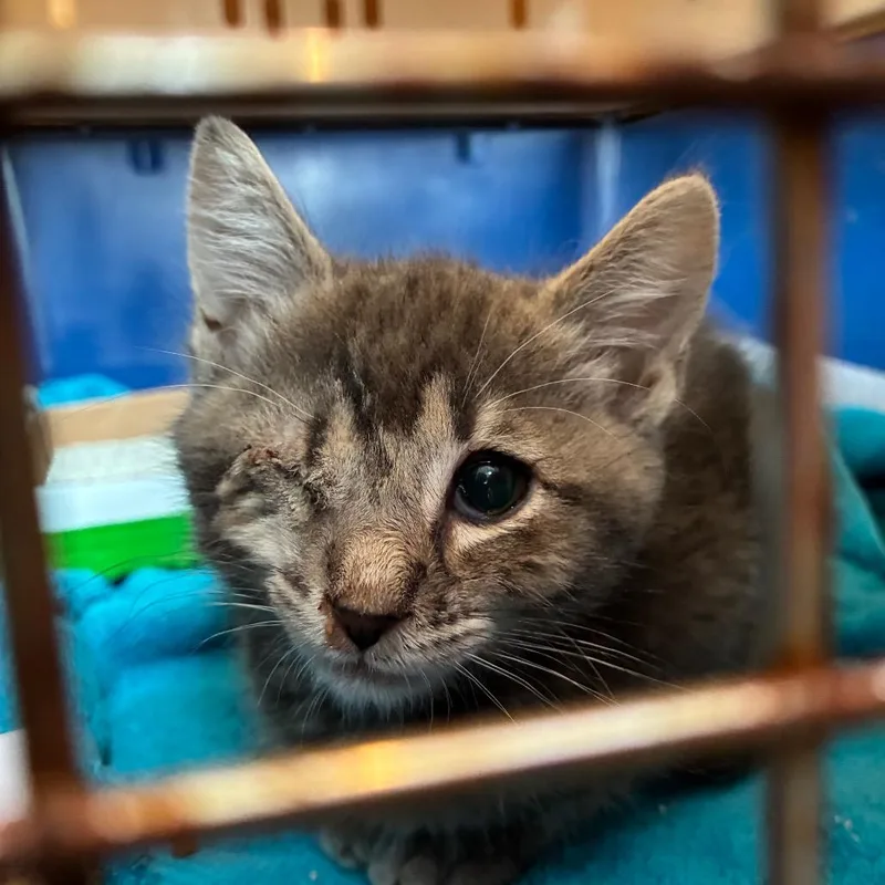 A baby small-sized female Gray / Blue / Silver Domestic Short Hair cat named Billie for adoption in St. Helena, CA