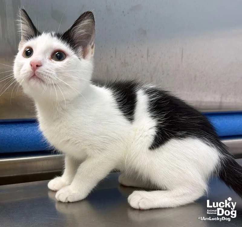 A baby medium-sized male Black & White / Tuxedo Domestic Short Hair cat named Marvin for adoption in Washington, DC