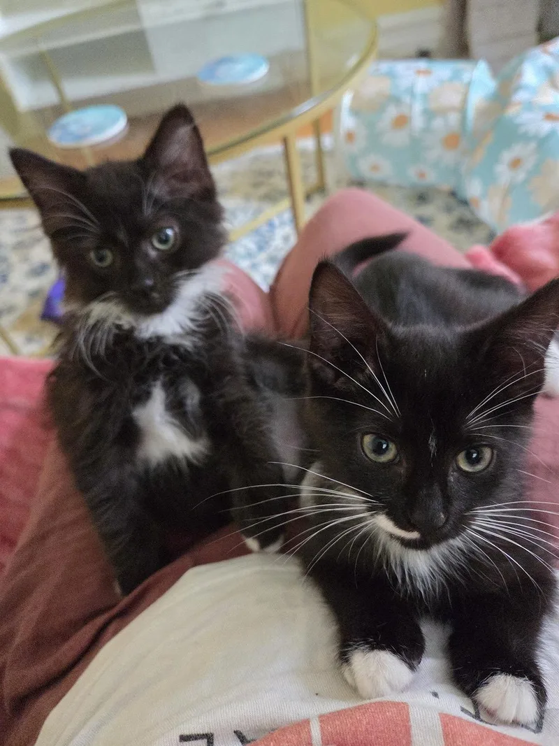 A baby medium-sized male Black & White / Tuxedo Domestic Short Hair cat named Pierre and Marcel Hoopes for adoption in Philadelphia, PA