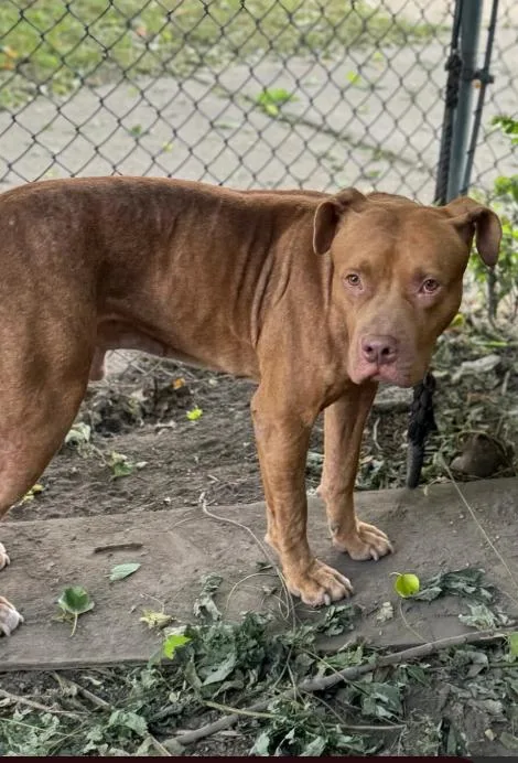 A young large-sized male Red / Chestnut / Orange Pit Bull Terrier dog named Canelo for adoption in Chicago, IL