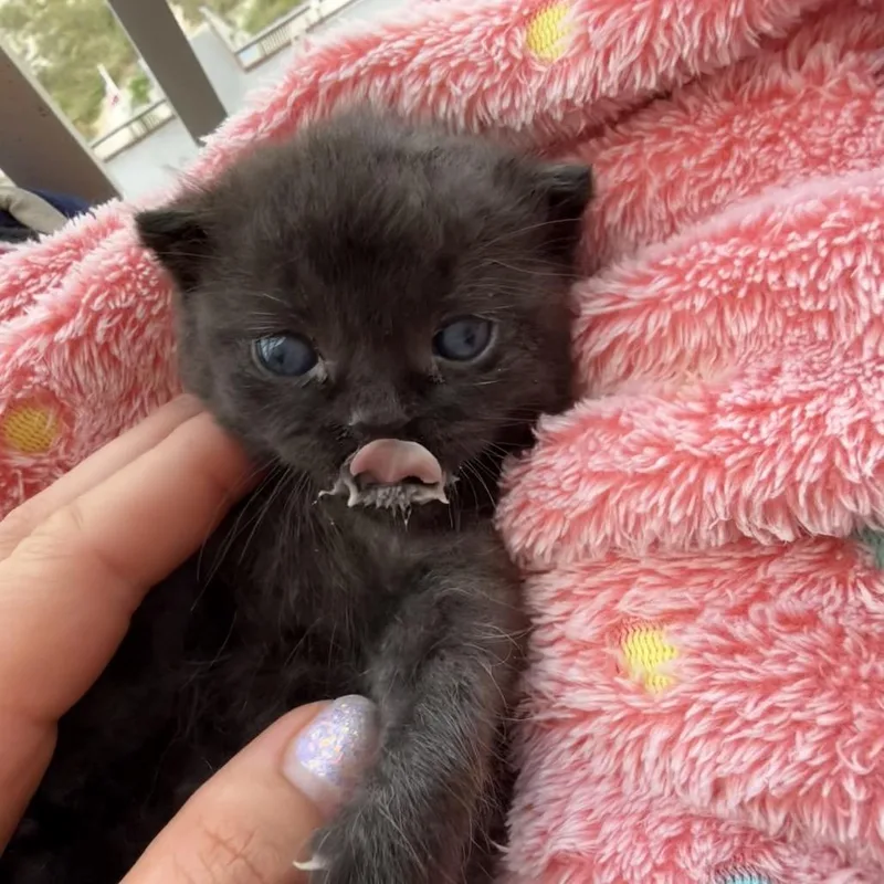 A baby small-sized male Black Domestic Short Hair cat named Scooter for adoption in Columbus, GA